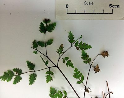 Pteris saxatilis, photographed by Peter de Lange