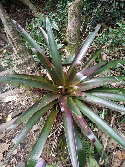 Tillandsia pastensis, photographed by Karen Soacha