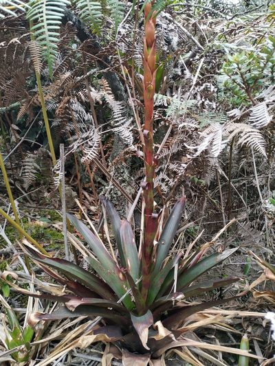 Tillandsia pastensis, photographed by Karen Soacha