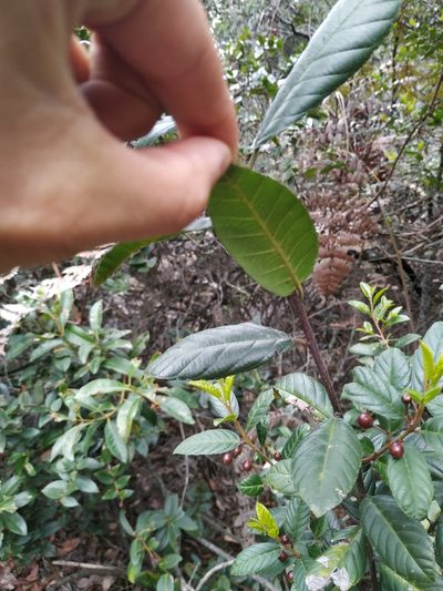 Frangula goudotiana, photographed by Karen Soacha