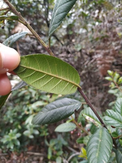 Frangula goudotiana, photographed by Karen Soacha