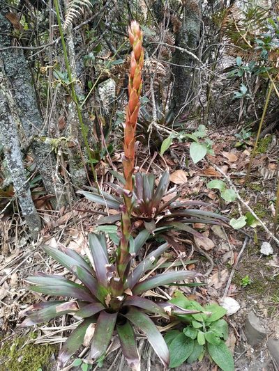 Tillandsia pastensis, photographed by Karen Soacha