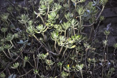 Sedum praealtum, photographed by Jon Sullivan