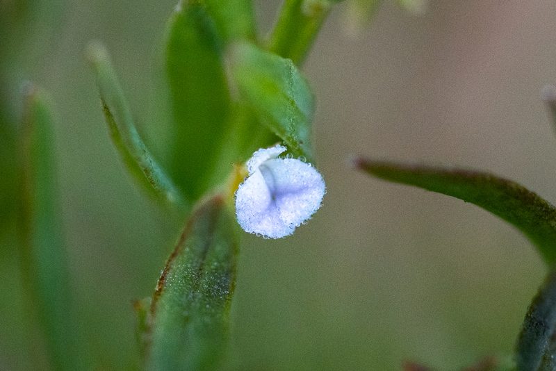 Muraltia oxysepala, photographed by magriet b