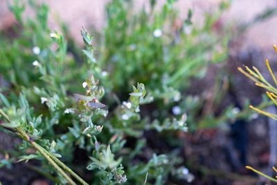Muraltia oxysepala, photographed by magriet b