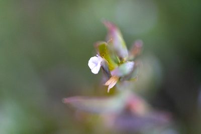 Muraltia oxysepala, photographed by magriet b