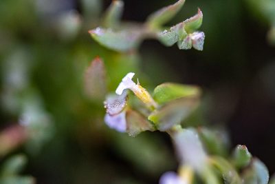 Muraltia oxysepala, photographed by magriet b