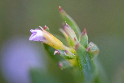 Muraltia oxysepala, photographed by magriet b