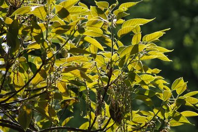 Quercus acuta, photographed by harum.koh