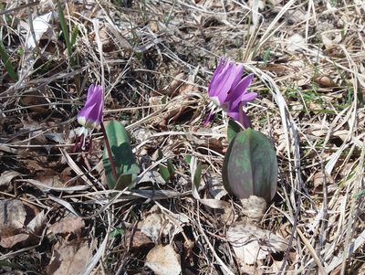 Erythronium sulevii, photographed by Nina Filippova