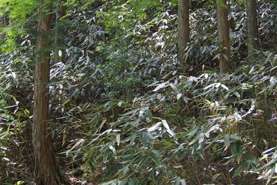 Sasamorpha borealis, photographed by harum.koh