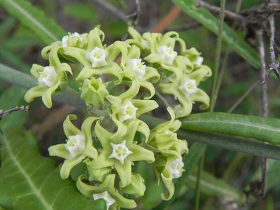 Araujia stormiana, photographed by Thomaz Ricardo Favreto Sinani