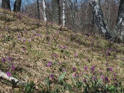 Erythronium sulevii, photographed by Nina Filippova