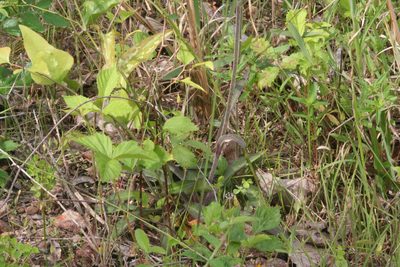 Lactuca graminifolia, photographed by runcator