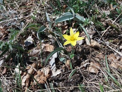 Tulipa uniflora, photographed by Nina Filippova
