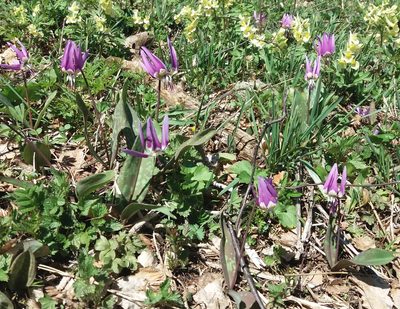 Erythronium sulevii, photographed by Nina Filippova