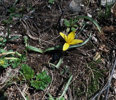 Tulipa uniflora, photographed by Nina Filippova