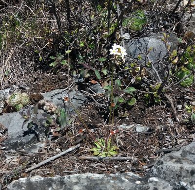 Androsace lactiflora, photographed by Nina Filippova