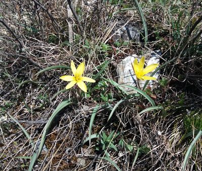 Tulipa uniflora, photographed by Nina Filippova