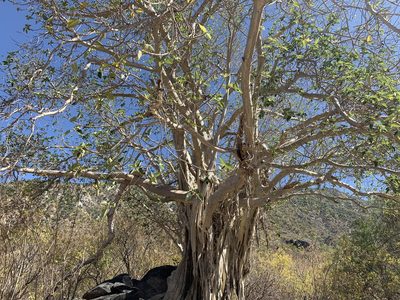 Ficus petiolaris, photographed by Jim Riley