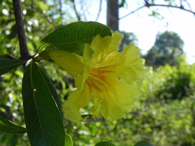 Tabebuia nodosa, photographed by Thomaz Ricardo Favreto Sinani