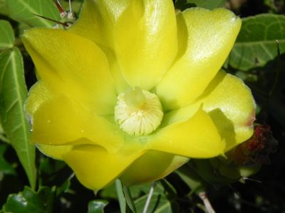 Opuntia retrorsa, photographed by Thomaz Ricardo Favreto Sinani