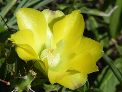 Opuntia retrorsa, photographed by Thomaz Ricardo Favreto Sinani