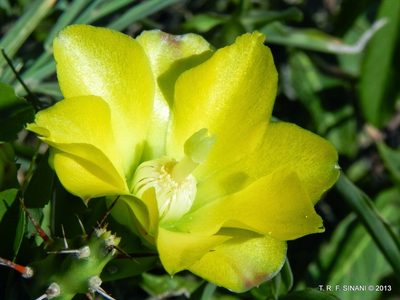 Opuntia retrorsa, photographed by Thomaz Ricardo Favreto Sinani