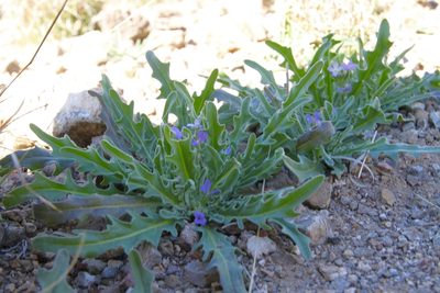 Matthiola parviflora, photographed by Fluff Berger