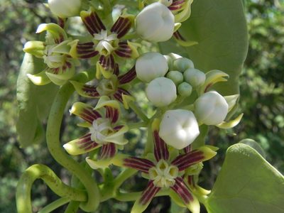 Cynanchum montevidense, photographed by Thomaz Ricardo Favreto Sinani