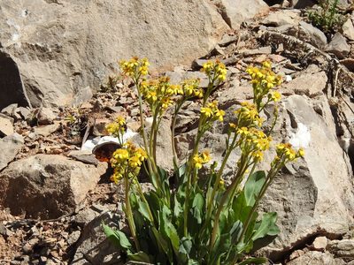 Senecio wootonii, photographed by CK2AZ