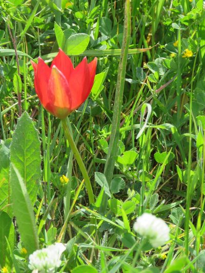 Tulipa orphanidea, photographed by Ronald Flipphi