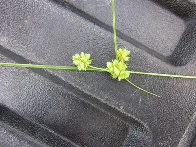 Cyperus acuminatus, photographed by Eric Knight