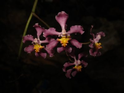 Trichocentrum andrewsiae, photographed by Jorge Armín Escalante-Pasos