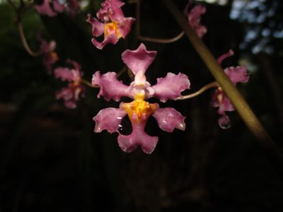 Trichocentrum andrewsiae, photographed by Jorge Armín Escalante-Pasos