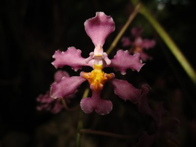 Trichocentrum andrewsiae, photographed by Jorge Armín Escalante-Pasos