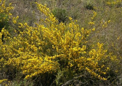 Chamaecytisus borysthenicus, photographed by Roman