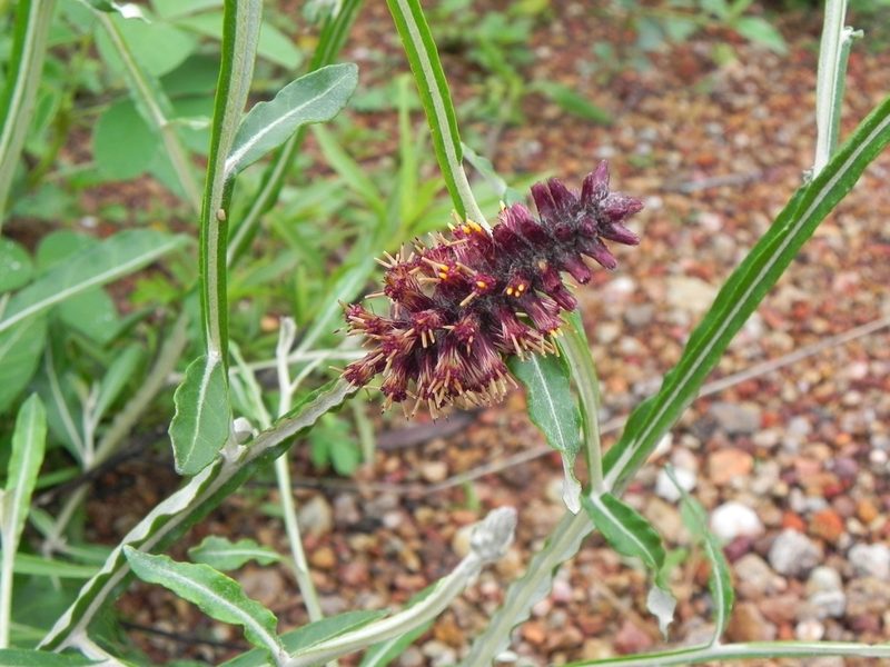 Pterocaulon purpurascens, photographed by Thomaz Ricardo Favreto Sinani