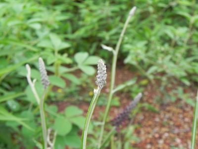 Pterocaulon purpurascens, photographed by Thomaz Ricardo Favreto Sinani