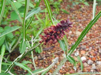 Pterocaulon purpurascens, photographed by Thomaz Ricardo Favreto Sinani