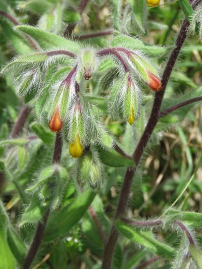 Onosma graeca, photographed by Ronald Flipphi