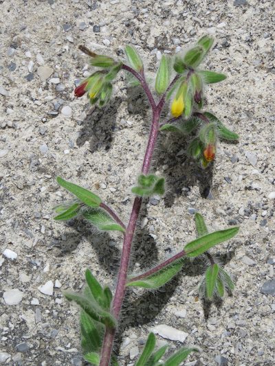 Onosma graeca, photographed by Ronald Flipphi
