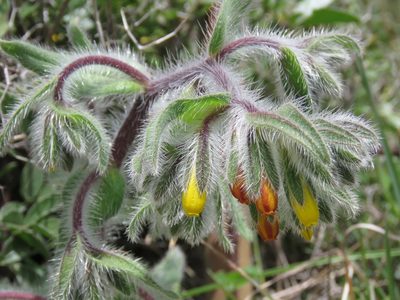 Onosma graeca, photographed by Ronald Flipphi