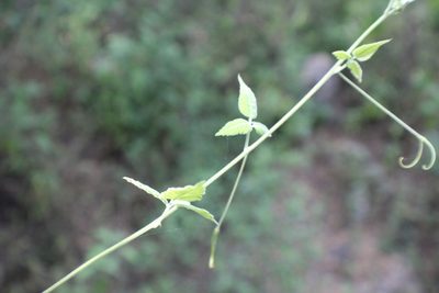 Urvillea ulmacea, photographed by Francisco Martínez González