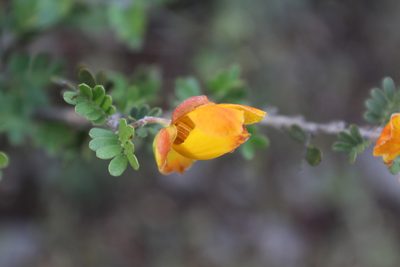 Chamaecrista greggii, photographed by Francisco Martínez González