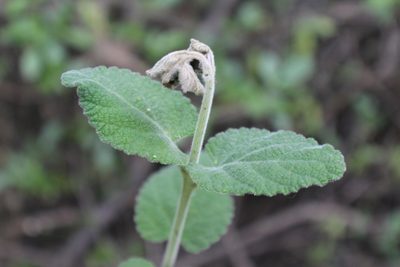 Aloysia macrostachya, photographed by Francisco Martínez González