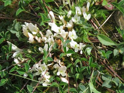 Trifolium uniflorum, photographed by Ronald Flipphi