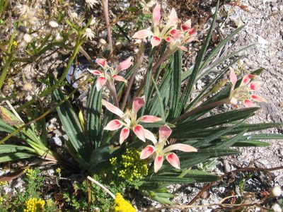 Babiana tubiflora, photographed by Ian Webb