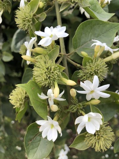 Jasminum multiflorum, photographed by Andrew Garn