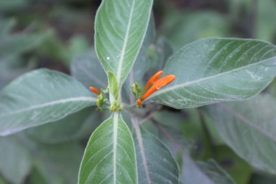 Justicia spicigera, photographed by Francisco Martínez González